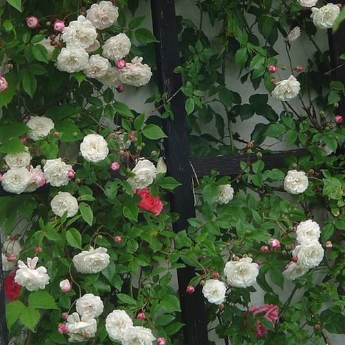 W pąku jasnoróżowy, po rozkwitnięciu - biały - Róże pienne - z drobnymi kwiatami - korona zwisająca